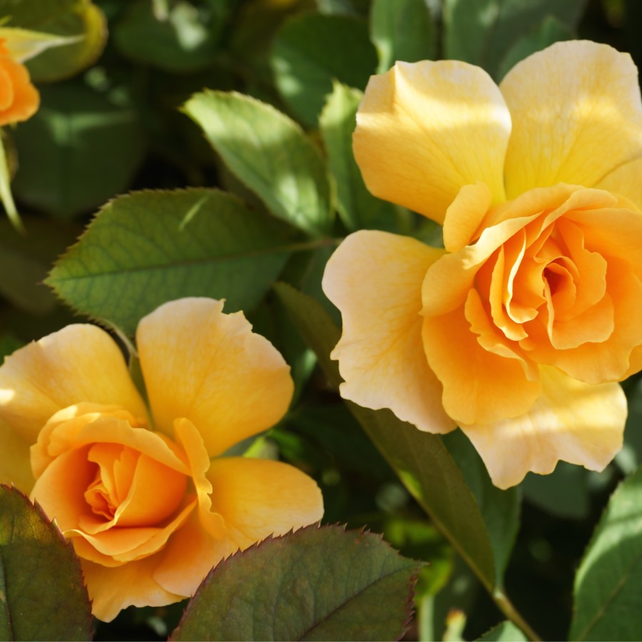 Buy Honey Perfume Online | Chamblee's Rose Nursery
