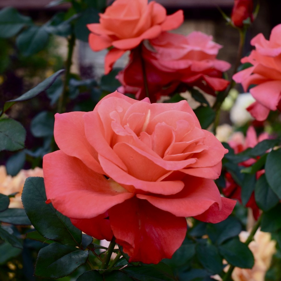 Tektonisch Afzonderlijk Zin Buy Ring of Fire Online | Chamblee's Rose Nursery