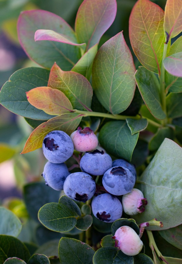 Bushel and Berry ® Silver Dollar ® Blueberry