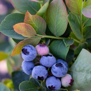Bushel and Berry ® Silver Dollar ® Blueberry
